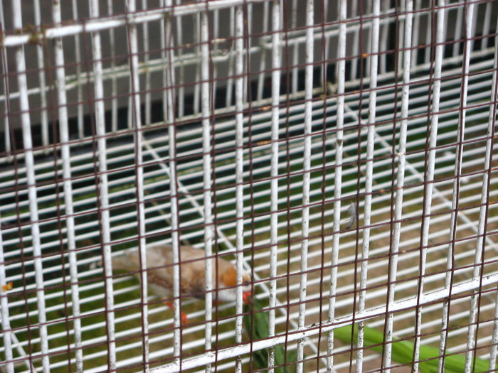 IMG_0263 - 2_1 - Kuala Lumpur Bird Park