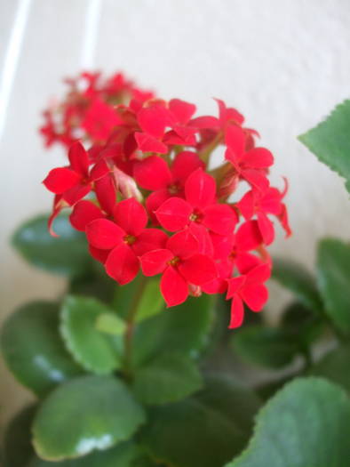 DSCF3931 - kalanchoe