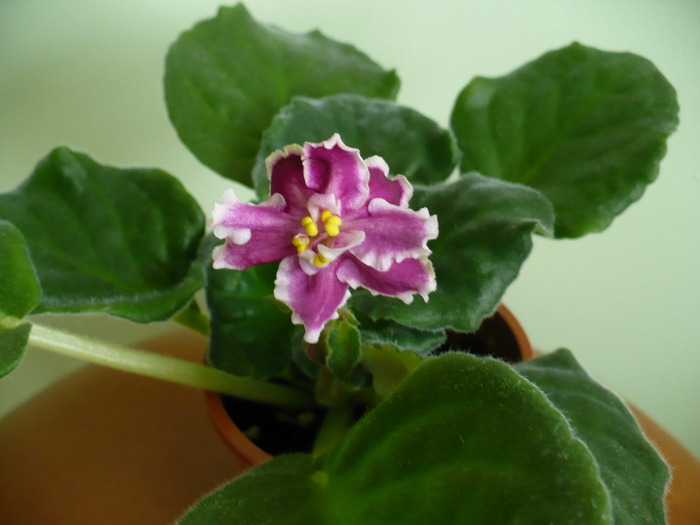 Prima floare de Pink Duchess 20 dec