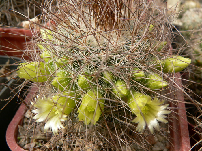 mammillaria_rekoi_ssp.leptacantha