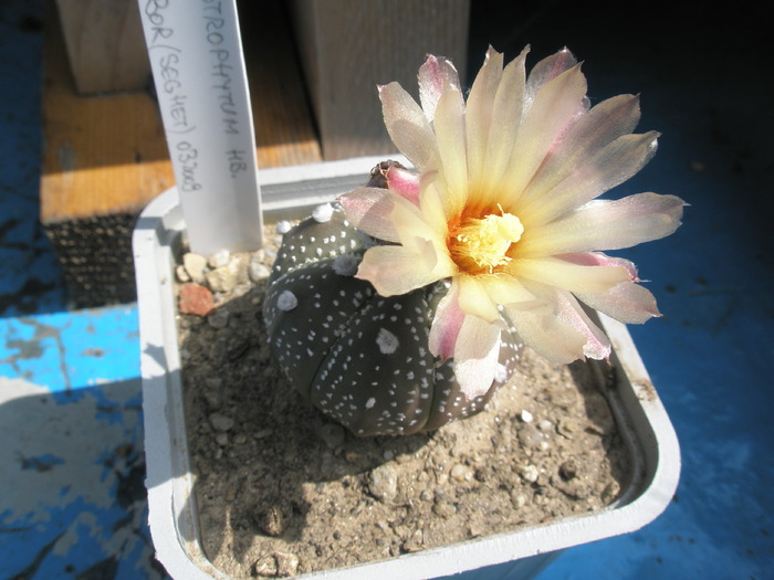 Astrophytum hb. - 23.08