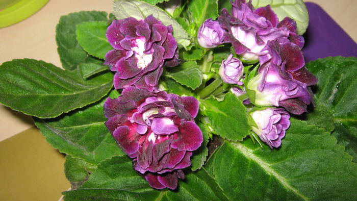 gloxenie mov creata cumparata