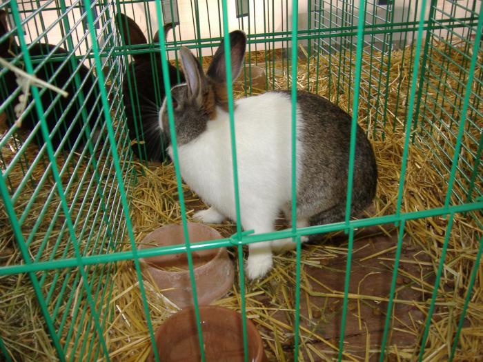 Nitra 06.12.2008 079