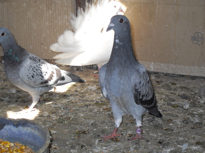 SDC11058 - porumbei voiajori