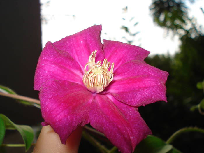 A INFLORIT DUPA DOI ANI DE LA PLANTARE! - FLORILE MELE