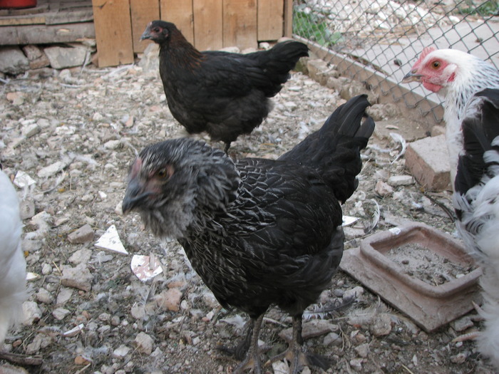 IMG_2662; marans
