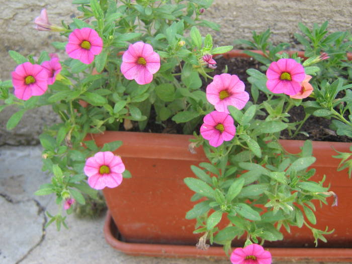 mini petunii - petunii 2009