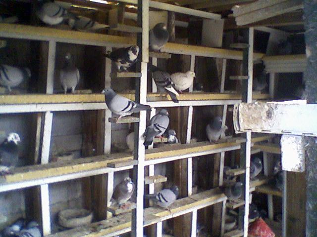 Fotografii-0007Tktmt - Copy (3) - Porumbeii mei calatori