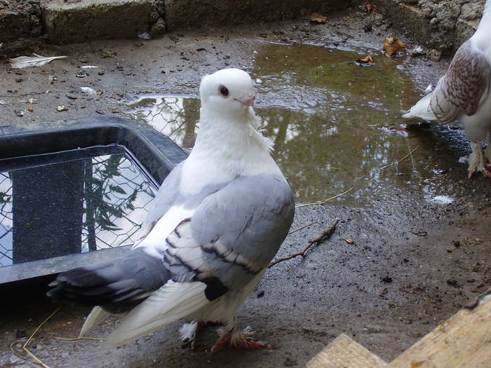 1 - C Porumbei Blueti si Satineti Vechi