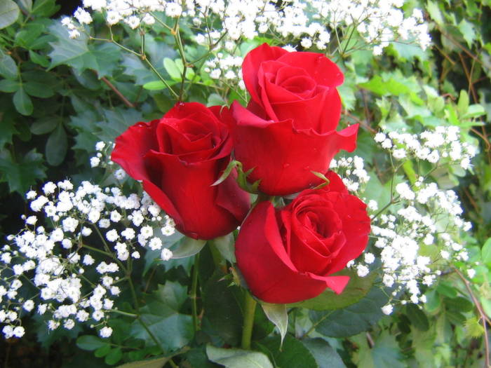 roses_bouquet_ - Roses