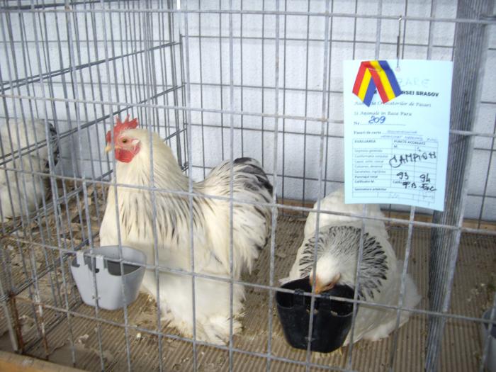 IMGP2727 - Expo Brasov 2009-gaini