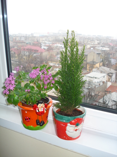 PENTAS SI BRADUTUL