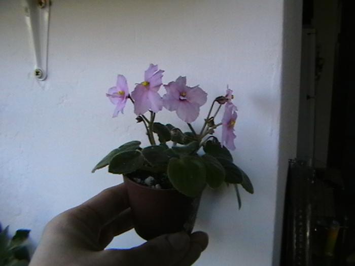 18.11 - violete 2009