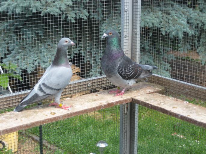 Perechea 17.H van Riel+Janssen