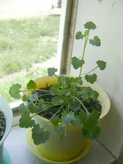 DSC08237; campanula mov-lila
