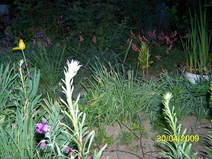 100_1317 - Primavara in curte  Timisoara