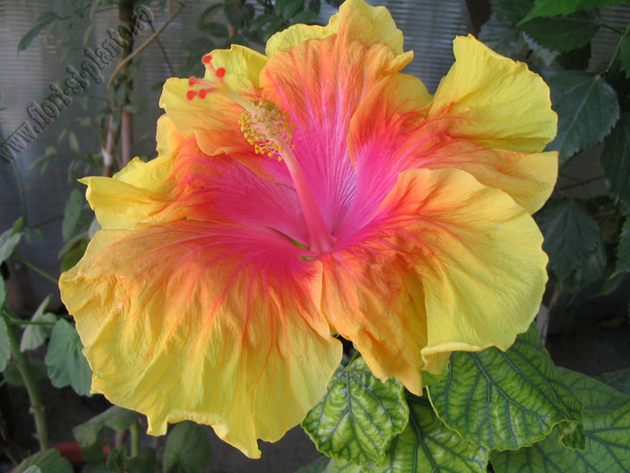 Hibiscus Summer Sun 7