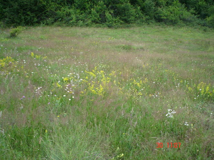 DSC05982 - ALBINUTZELE MELE