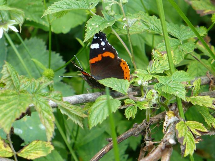 P1020410 - Predeal iunie 2008