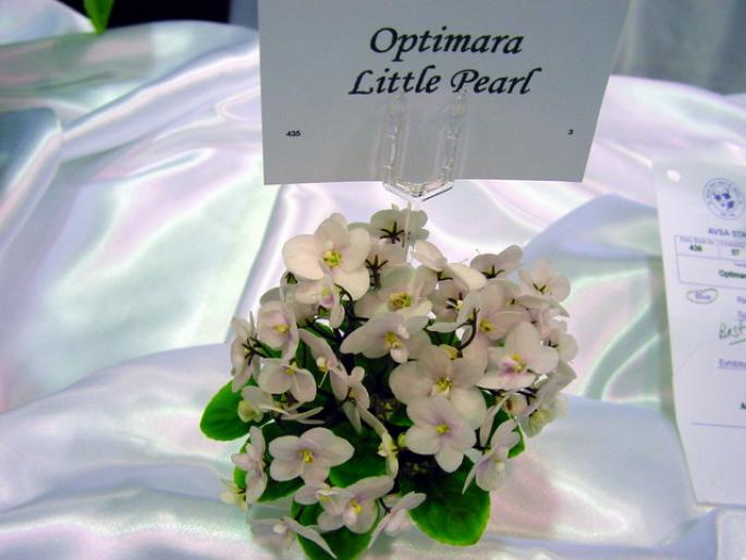 Optimara_Little_Pearl_2005avsa - violete de pe net 1
