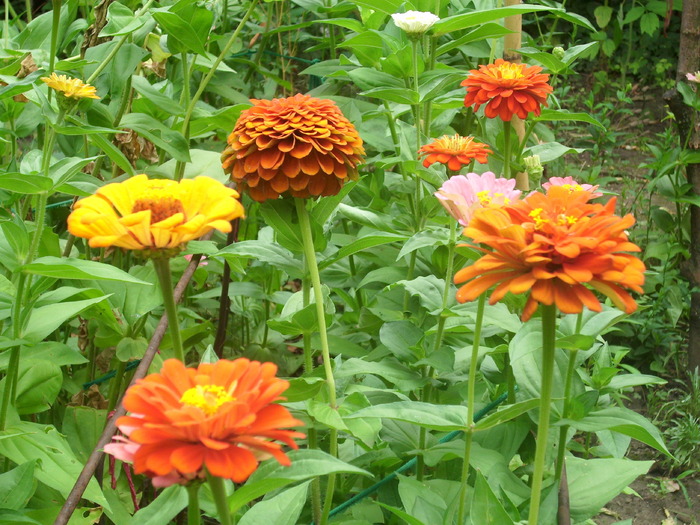 DSCI0350 - carciumarese-zinnia