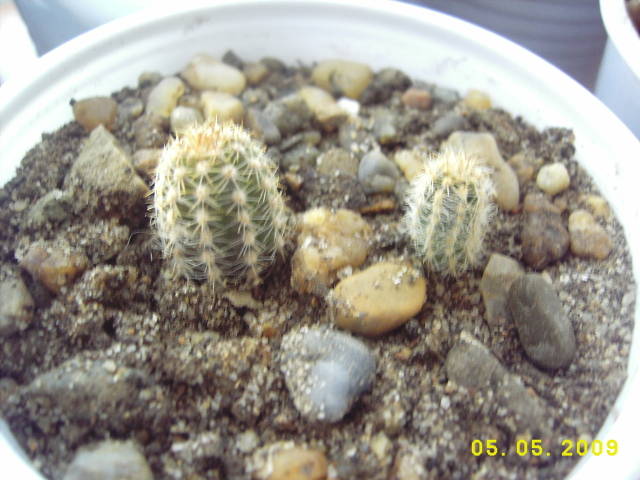 Chamaecereus Silvetri