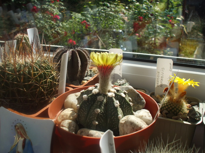 Astrophitum asterias - cactusii mei