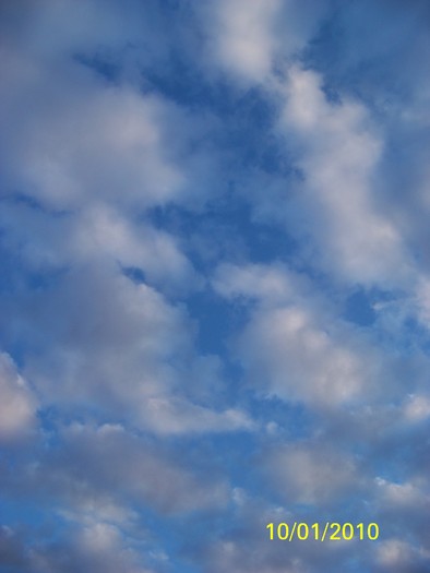 100_9037 - Cer Flori Pasari