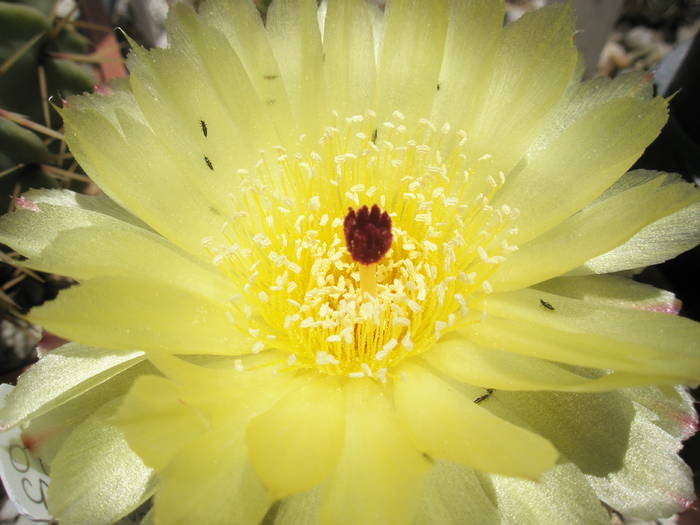 Notocactus ottonis - floare - Notocactus