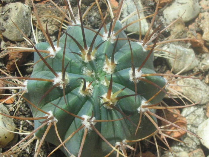 Melocactus azureus - de identificat