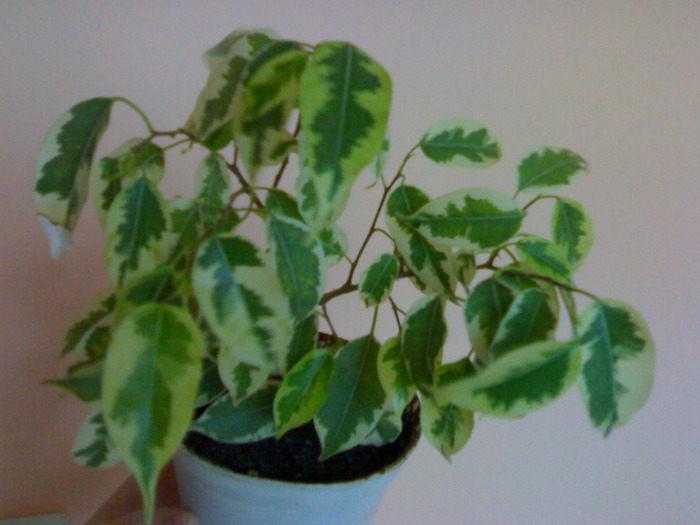 Ficus benjamina - Ficus benjamina 2009