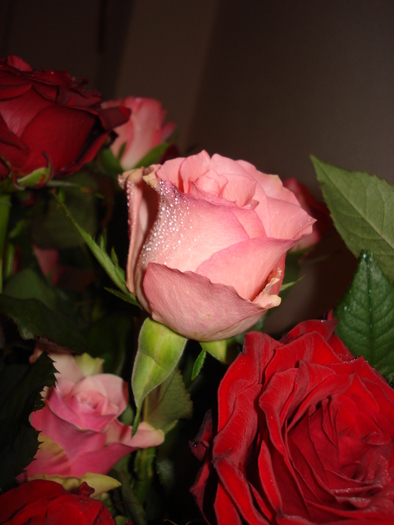 Rose - Florile mele