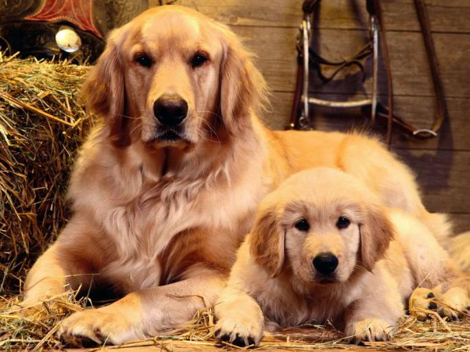Dogs Wallpaper_ Poze cu Catei 2