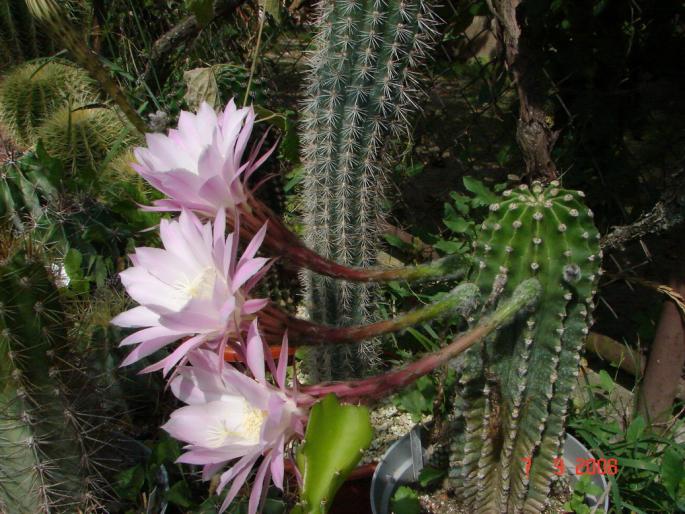 Echinopsis