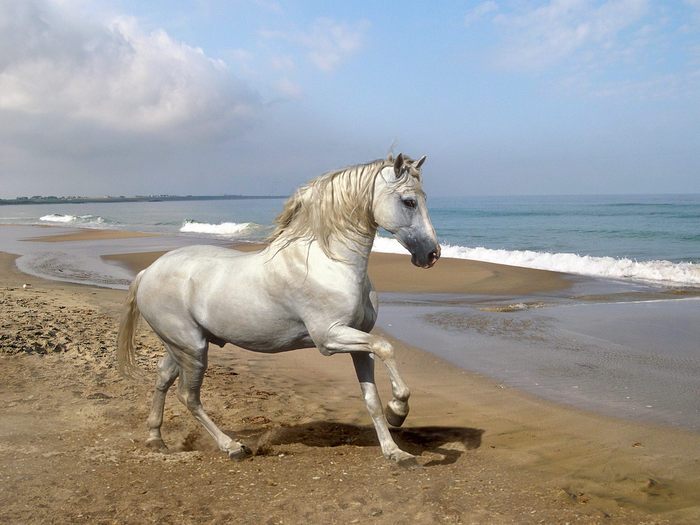 un poney(cal) dus la plaja - animalute