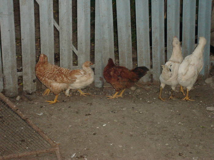 95 - Rate-Gaini-Gaste