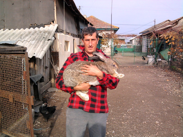 Fotografie0083 - de vanzare pui iepuri rasa urias belgian