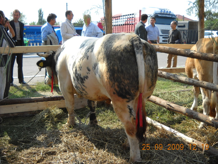 Picture 832 - EXPO BUZAU 2009