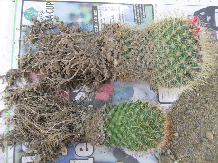IMG_1406 - Cactusi la mosie 1 octombrie 2009