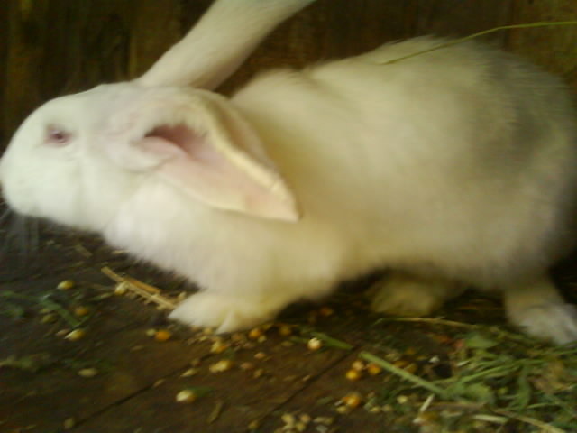 Urias German alb femela 3 luni - Rase de iepuri 2009