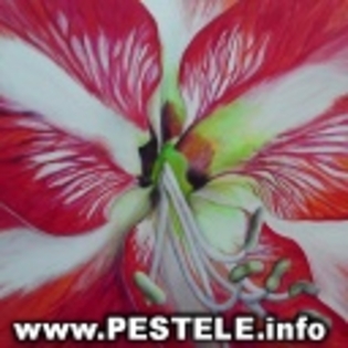 avatare%20poze%20flori%20poze%20avatar%20flori%20imagini%20cu%20flori%20imagini%20cu%20flori%20exoti