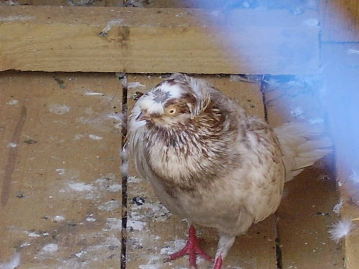 42 - B  Porumbei Amestecati