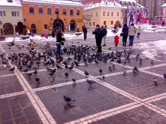 15022009312 - Brasov 15 02 09