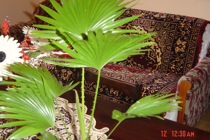palmier livistona chinesis - florile mele in 2009