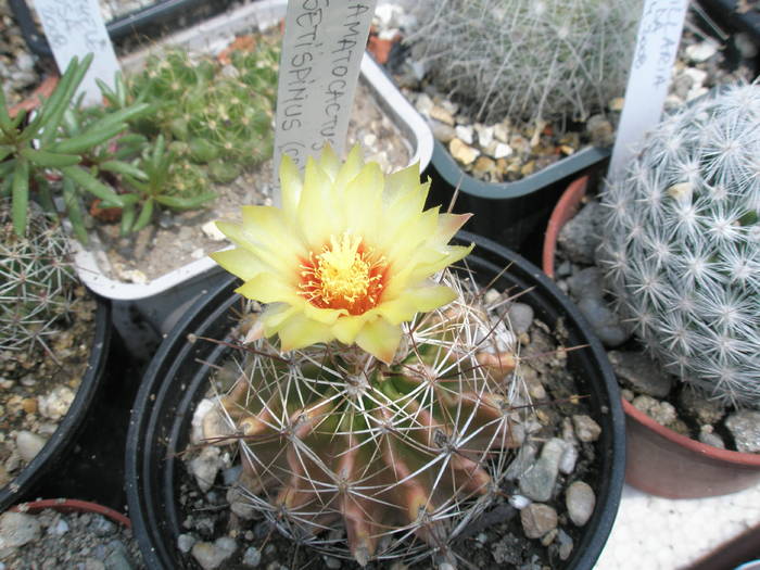 Hamatocactus setispinus - 28.06 - DIVERSE specii de cactusi