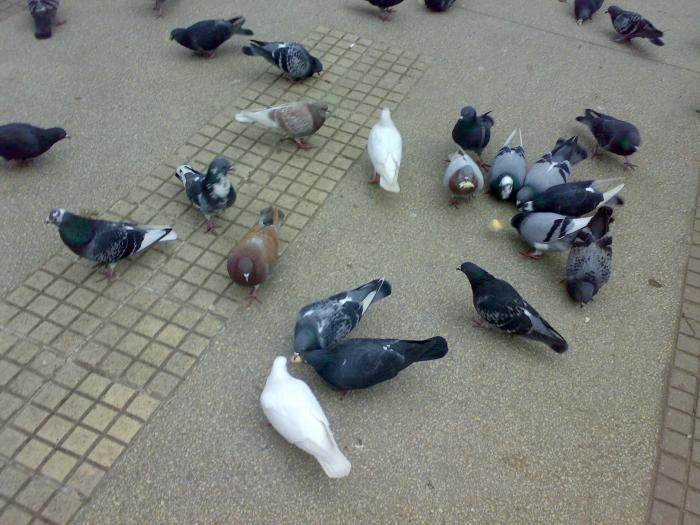 170220091803 - 18a Constanta 1