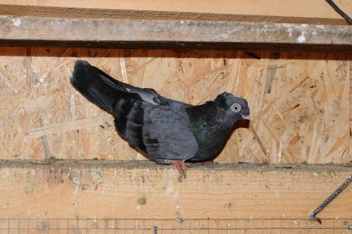 DSC_9945 - jucatori dublumotati calarasi 2008