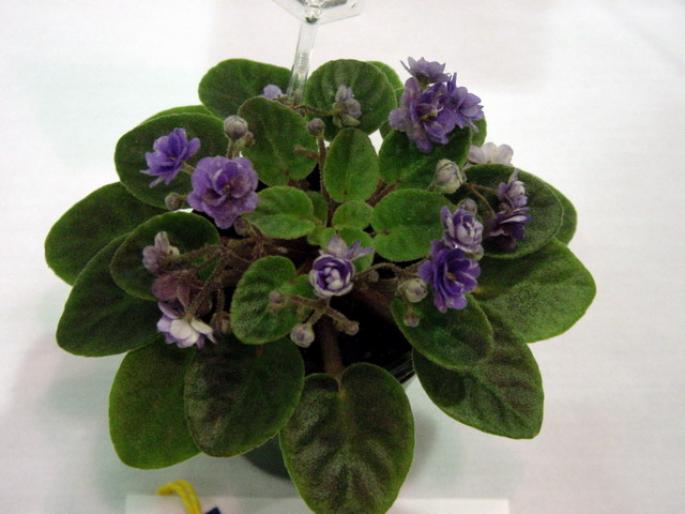 Gleeful_Elf_2005avsa_2 - violete de pe net
