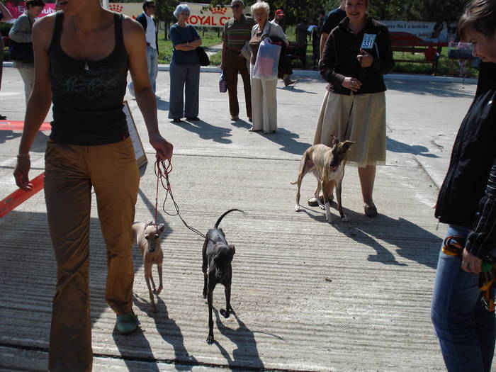 DSC07039 - 2007 EXPOZITIE CANINA