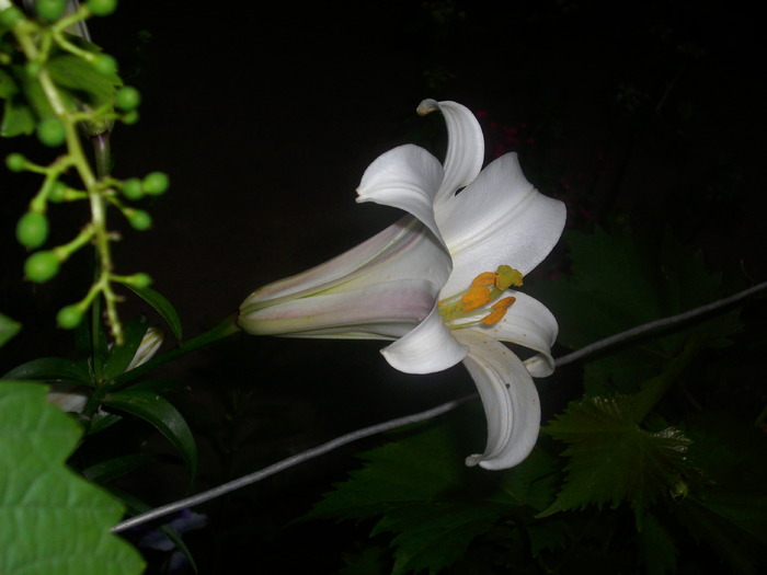 DSCI0861 - flori din gradina mea